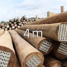 eucalipto tratado 4mt 08 À 10