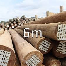 eucalipto tratado 6mt 06 À 08