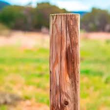 eucalipto tratado 4mt 06 À 08